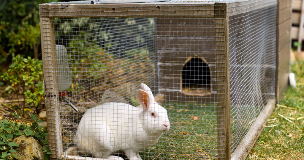 well spaced rabbit cage example