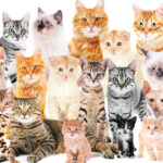 A Comprehensive Cat Breeds Chart