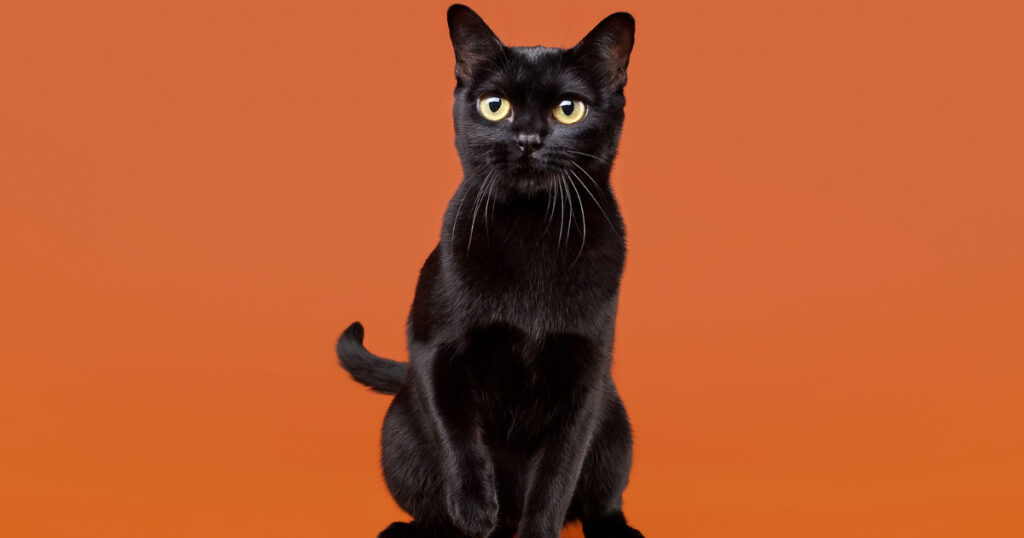 Black Burmese cat