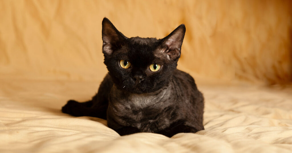 Black Devon Rex cat
