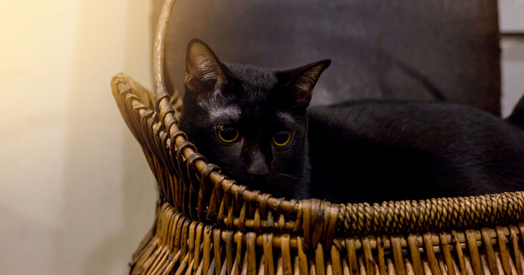 Black Egyptian Mau cat