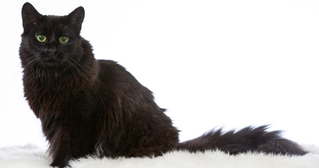Black Norwegian Forest cat