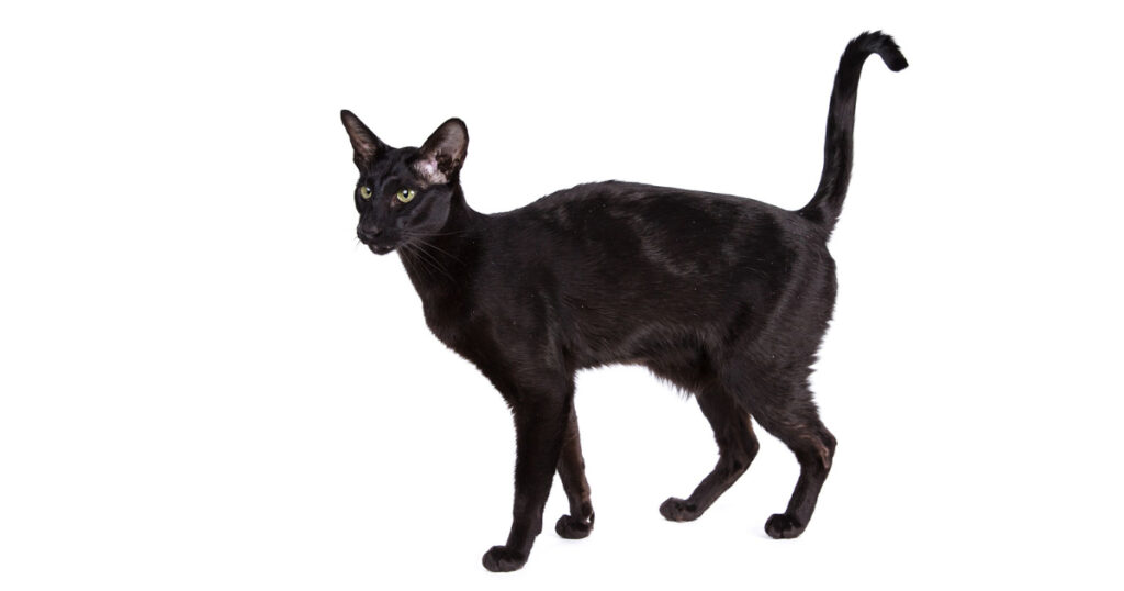 Black Oriental Shorthair cat