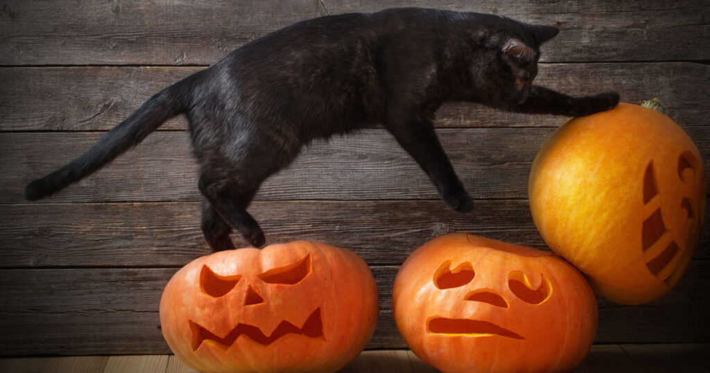 Black cat - Halloween