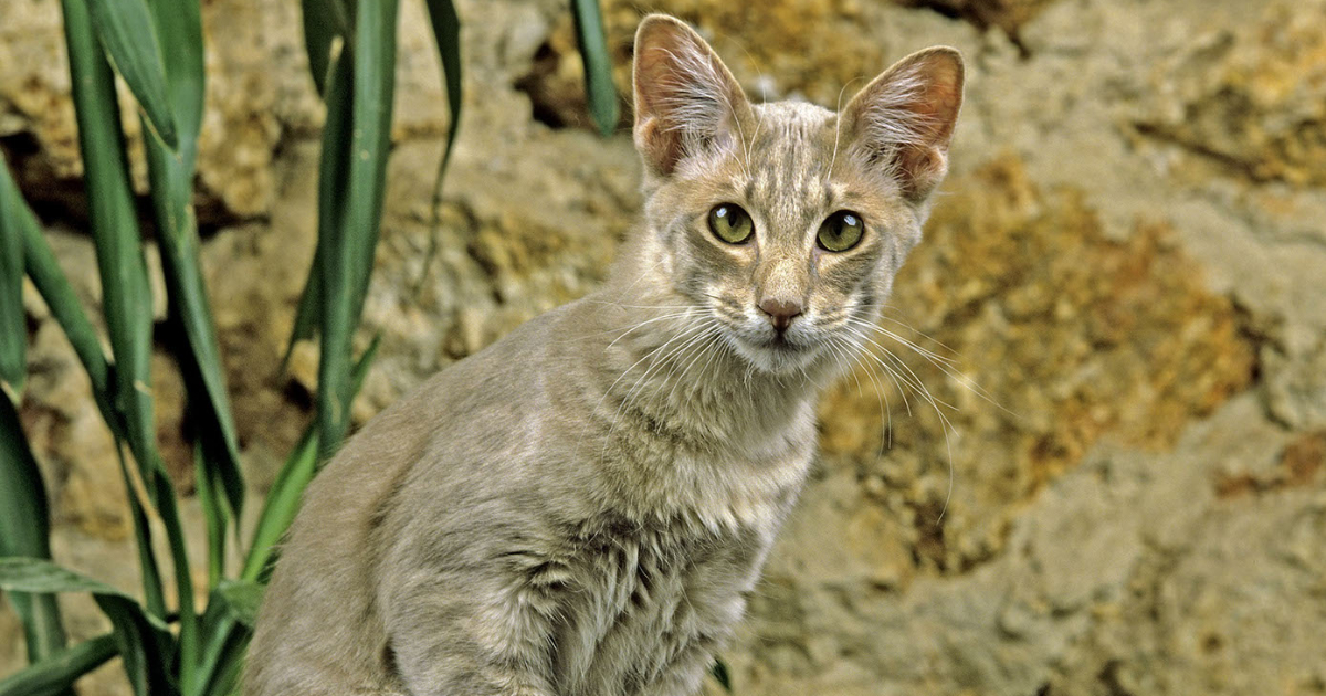 Oriental Longhair cat