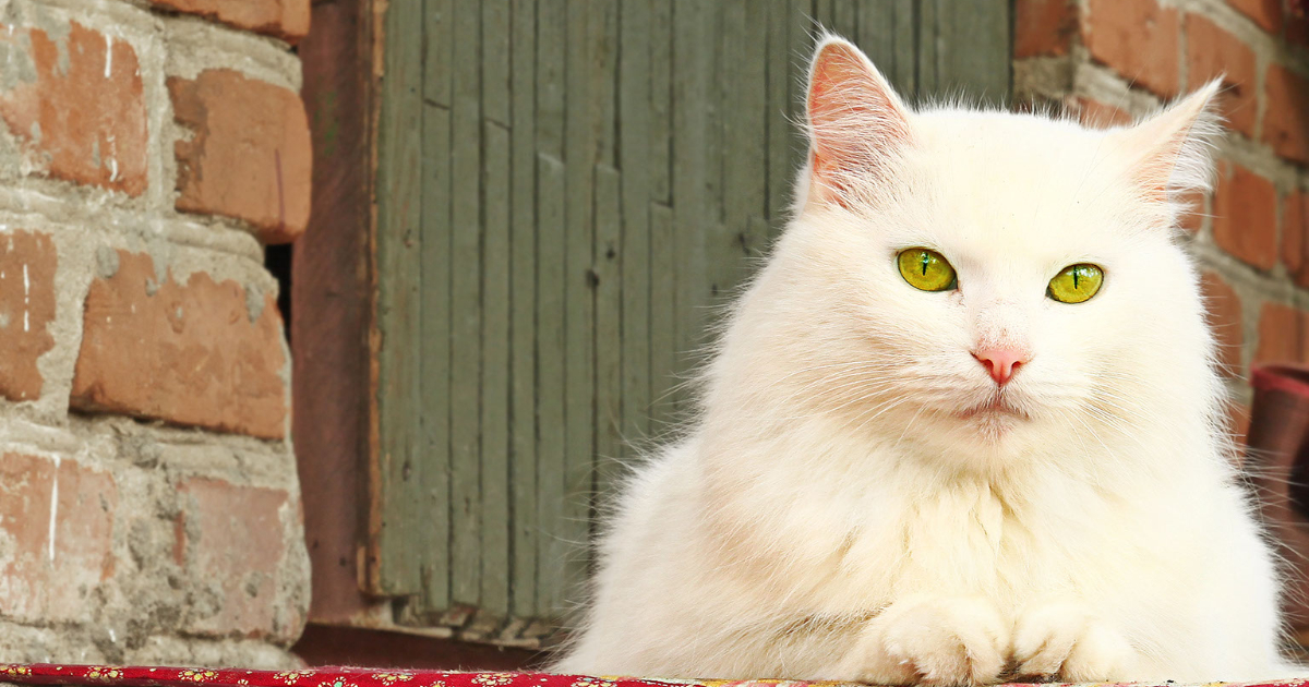Russian White cat