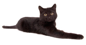 What-cat-breeds-are-black