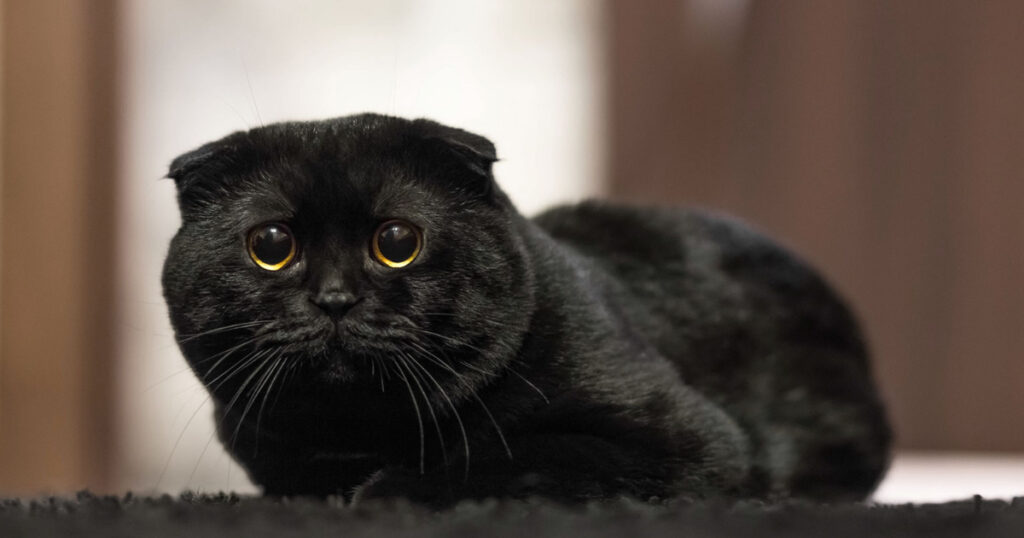 black Scottish Fold cat