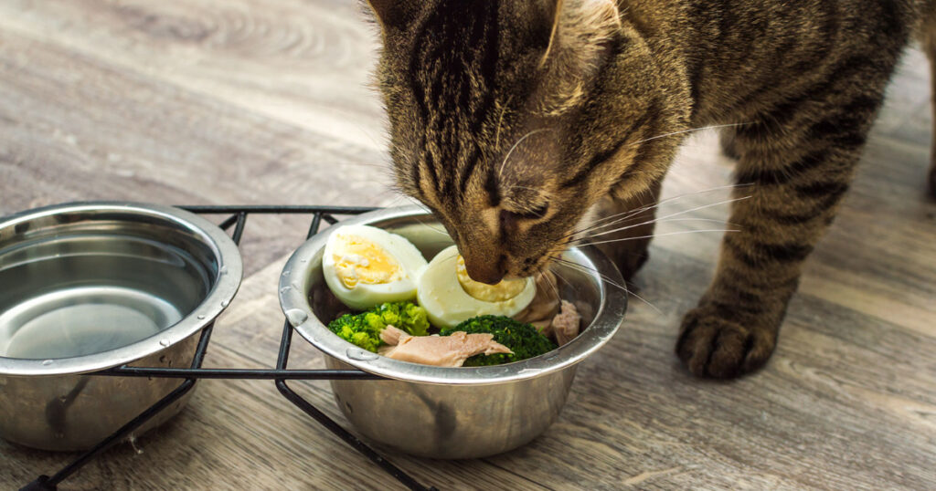 cat-eating-eggs