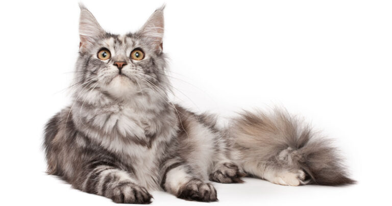 10 Long Haired Cat Breeds