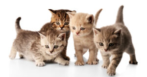 20-Cutest-Cat-Breeds