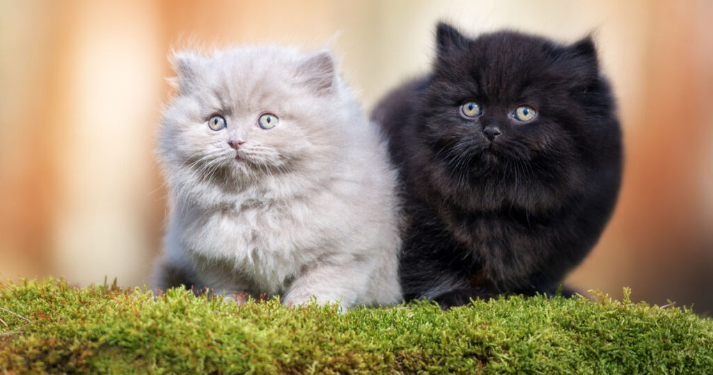 British Longhair kittens