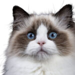 12 Cat Breeds With Blue Eyes