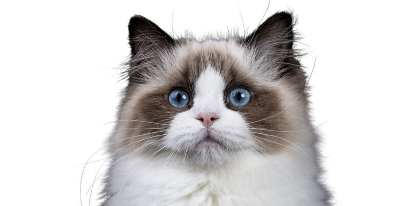 12 Cat Breeds With Blue Eyes