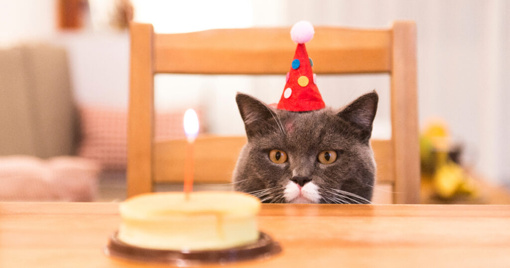 Birthday Cat Cake