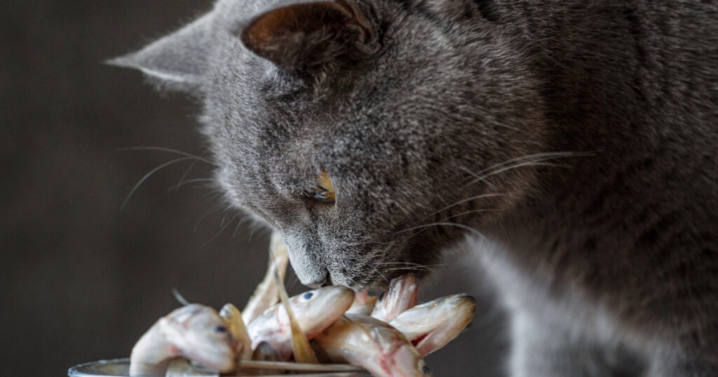 Can Cats Eat Fish Skin