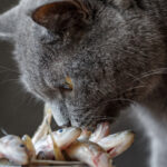 Can Cats Eat Fish Skin