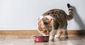 Can Cats Have Quinoa