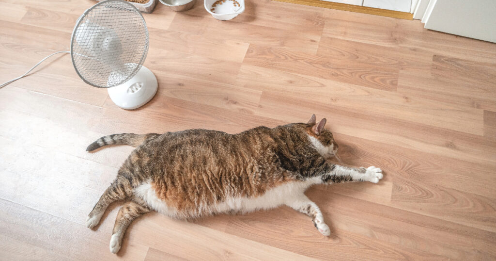 Cooling Down By Sleeping on Cold Surfaces