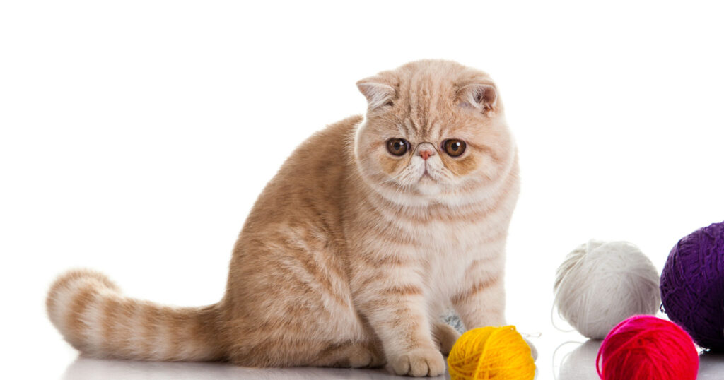 Exotic Shorthair - The “Persian” of Exotic Breeds