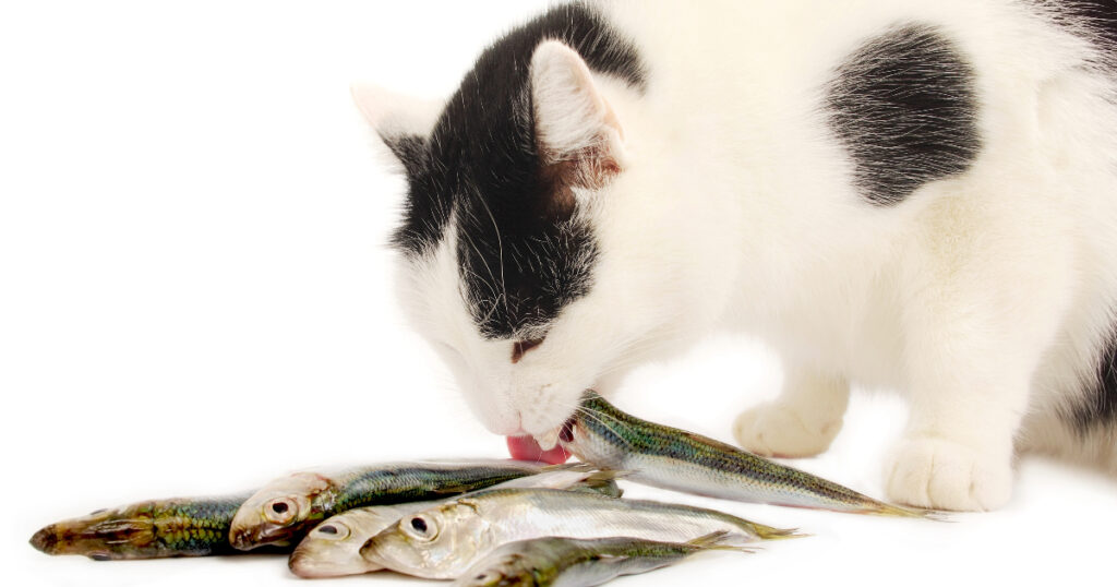 How to Feed Fish Skin to Your Cat