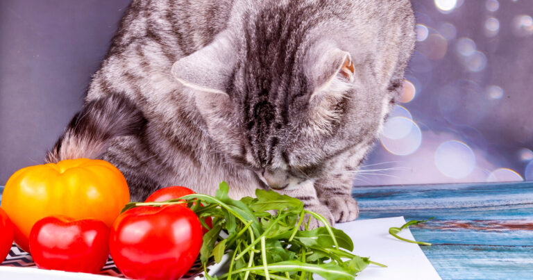 Is Arugula Toxic To Cats