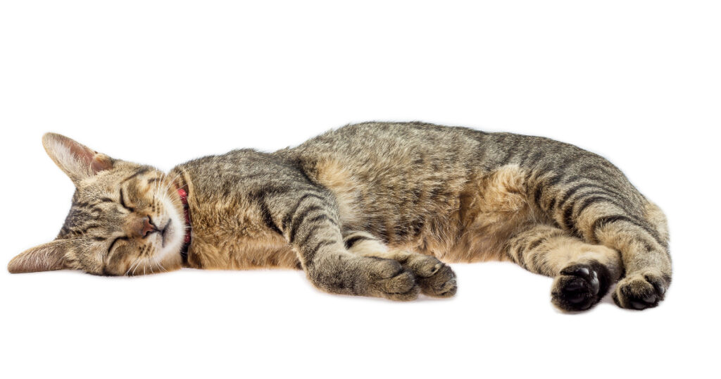 Longer and Deeper Cat Naps