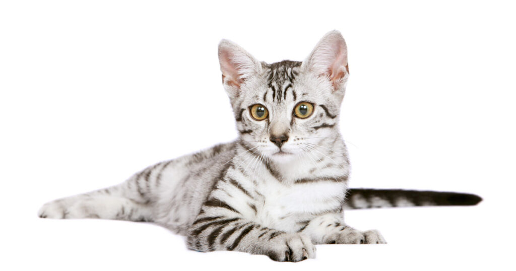 The Egyptian Mau - The Oldest Spotted Breed