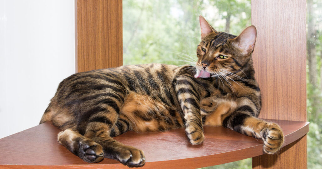 The Toyger - Domestic Tiger Lookalike