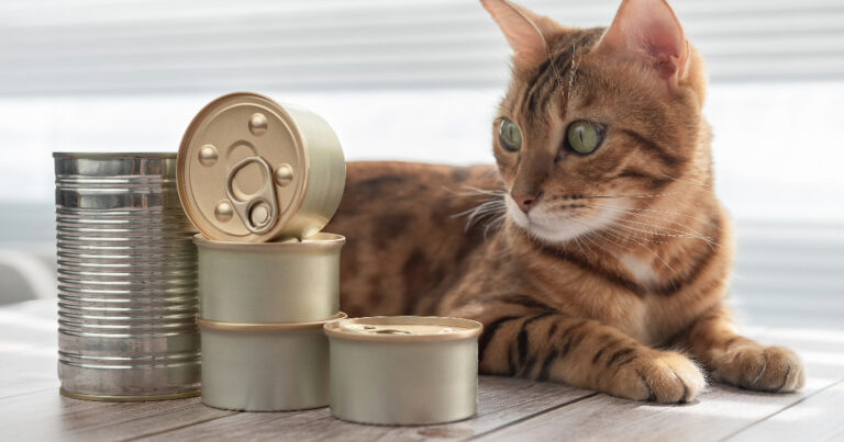 Can Canned Cat Food Go Bad In Heat