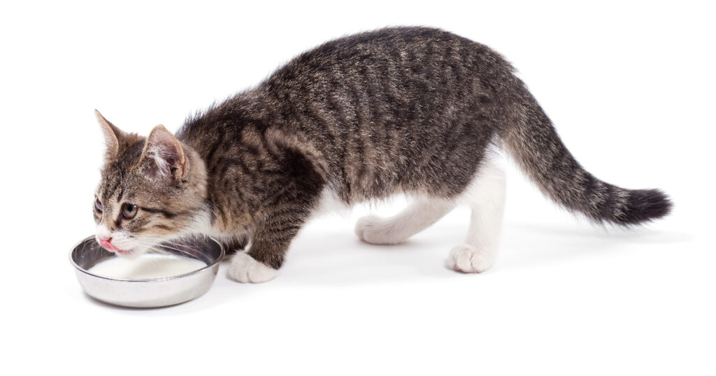Healthier Alternatives to Rice Milk for Cats