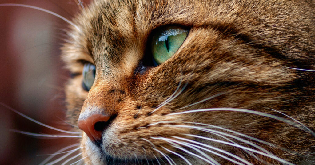Why Do Cats Whiskers Change Color