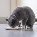 Can Cats Eat Imitation Crab Meat
