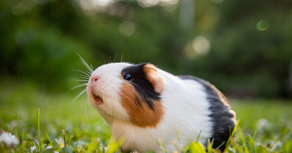 Can Guinea Pigs Eat Banana Chips
