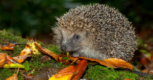 Can Hedgehogs Eat Celery