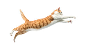 How High Can a Kitten Jump