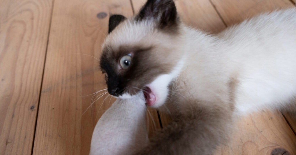 Why Do Siamese Cats Bite So Much