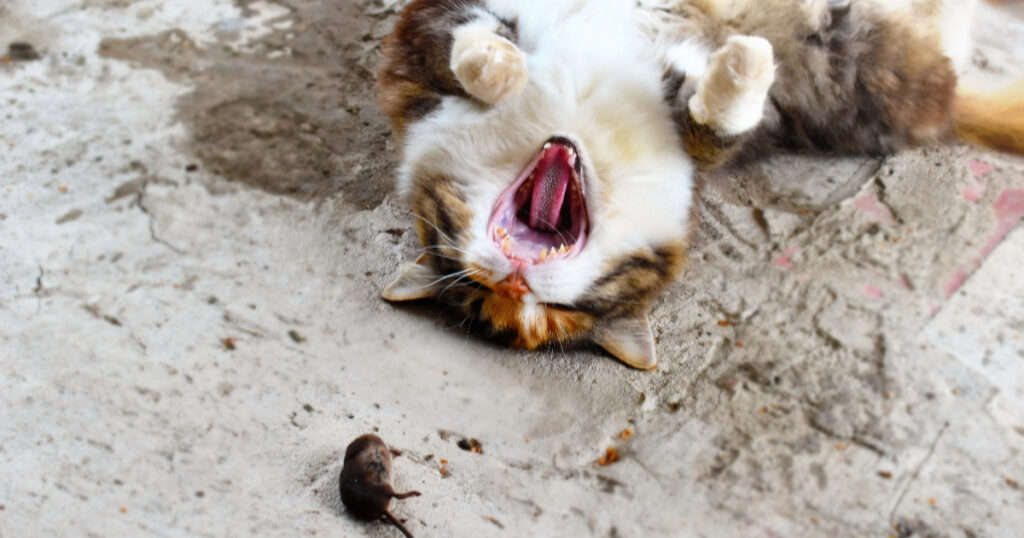 Why Don't Cats Eat Moles