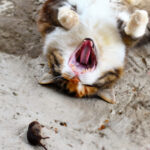 Why Don't Cats Eat Moles