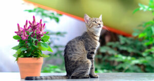 Are Celosia Poisonous to Cats