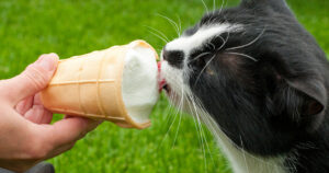 Can Cats Eat Mango Ice Cream