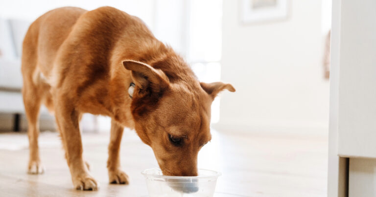 Can Dogs Drink Buttermilk