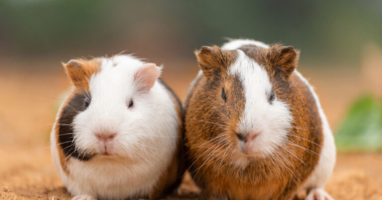 Can Guinea Pigs Have Crackers