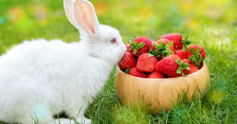 Can Rabbits Eat Dried Strawberries