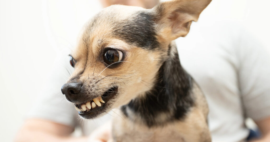 Chihuahua Bite Force (PSI)