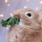 Do Wild Rabbits Eat Kale
