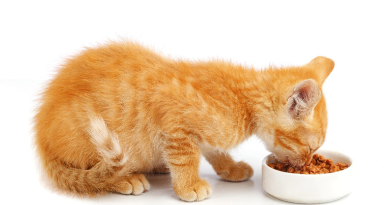 How to Make Cat Food Softer for Easier Eating