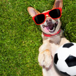 Pros and Cons of Artificial Grass for Dogs